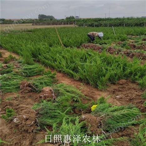 日照小龍柏基地 高質量大冠幅小龍柏苗價格低 基地直銷配車
