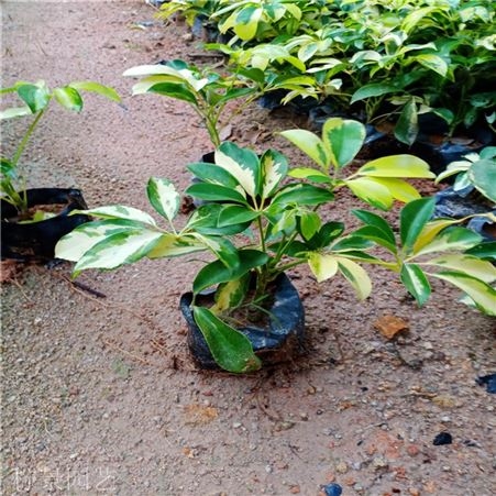檸景園林 澳洲鴨腳木苗 花葉鵝掌柴袋苗 盆栽 單植 叢植或作綠籬